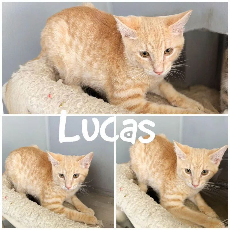 A young medium-sized male Tabby (Orange / Red) Domestic Short Hair cat named Lucas for adoption in Saint James, MO