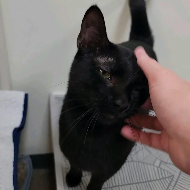 A young medium-sized female Domestic Short Hair cat named Olive for adoption in Austin, TX