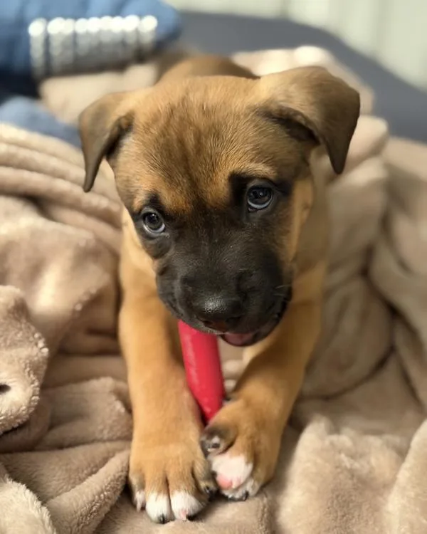 A baby small-sized male Pit Bull Terrier dog named Zane for adoption in Novato, CA