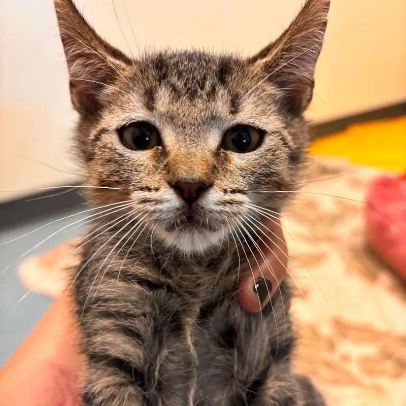 A baby small-sized male Brown / Chocolate Domestic Short Hair cat named Tyson for adoption in Edinburg, TX