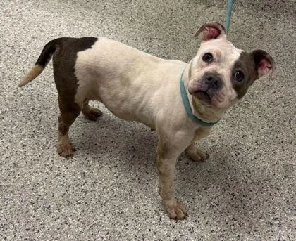 An adult medium-sized female White / Cream Pit Bull Terrier dog named Libby Lou for adoption in Kansas City, MO