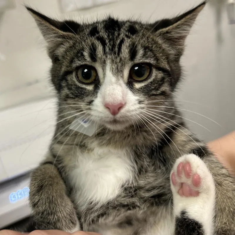 A baby small-sized female Brown / Chocolate Domestic Long Hair cat named Ebi for adoption in Charleston, WV