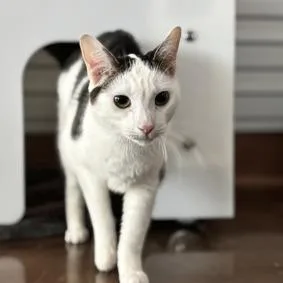 Optimus Prime thumbnail 2