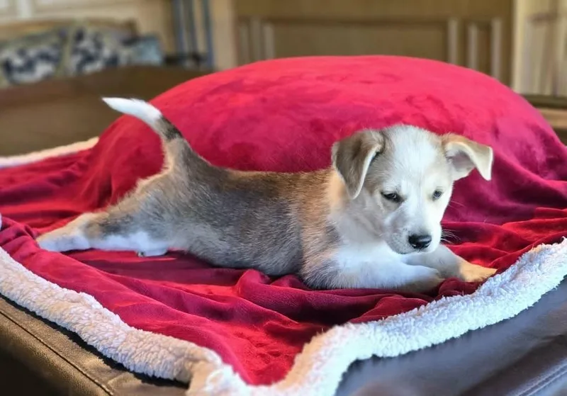 A baby medium-sized male Bicolor Australian Cattle Dog / Blue Heeler dog named Henry for adoption in Boerne, TX