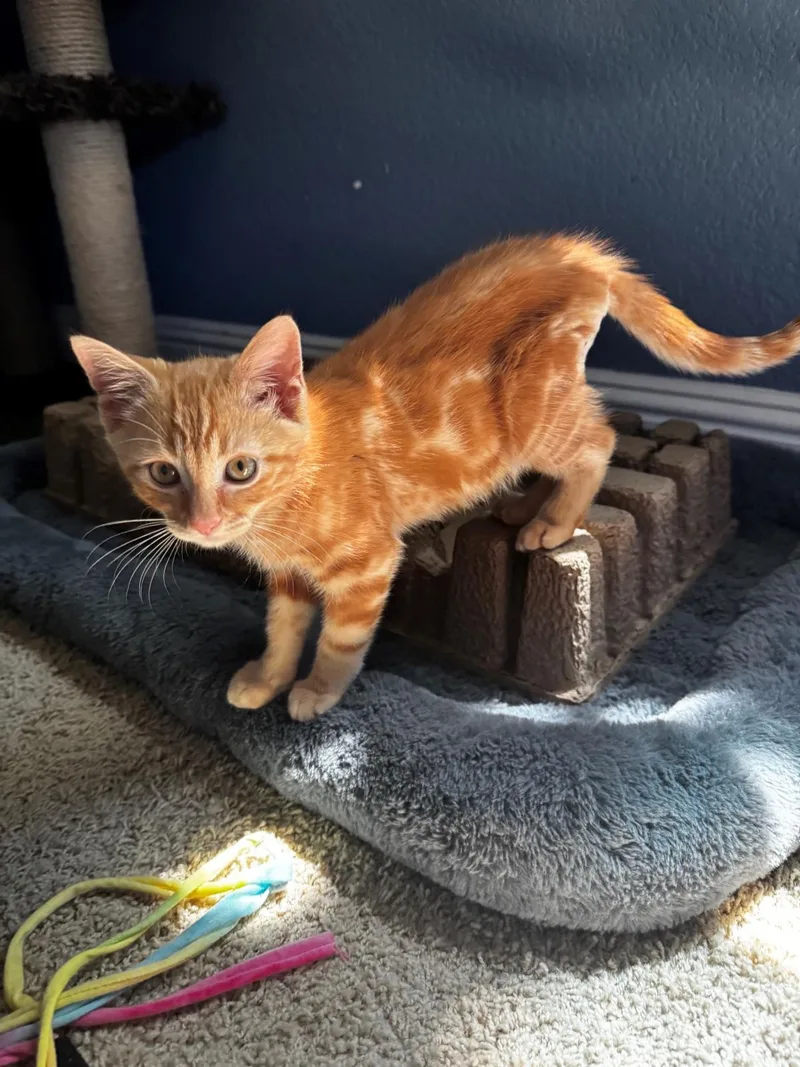 A baby medium-sized male Domestic Short Hair cat named DandyLion for adoption in Lincoln, CA