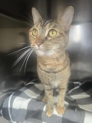 Nala