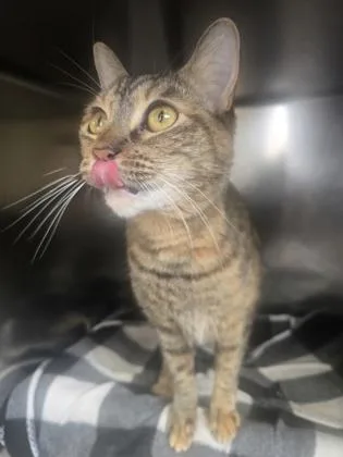 Nala thumbnail 3