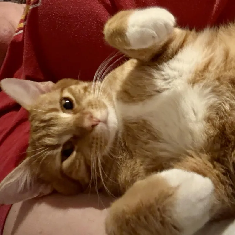 A young small-sized male Orange / Red American Shorthair cat named Ziggy for adoption in Pittsburg, KS