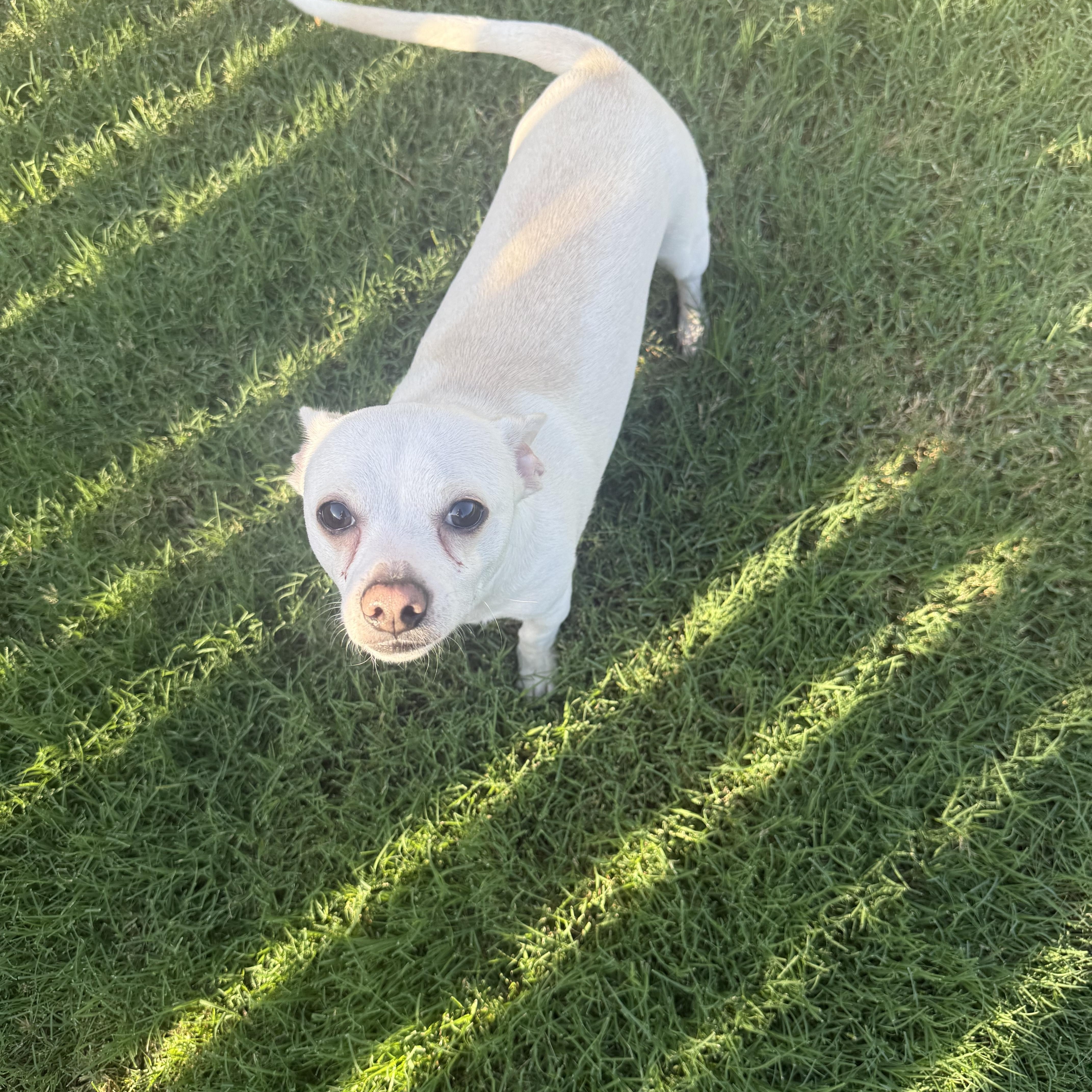 An adult small-sized male White / Cream Chihuahua dog named Loki for adoption in Oklahoma City, OK