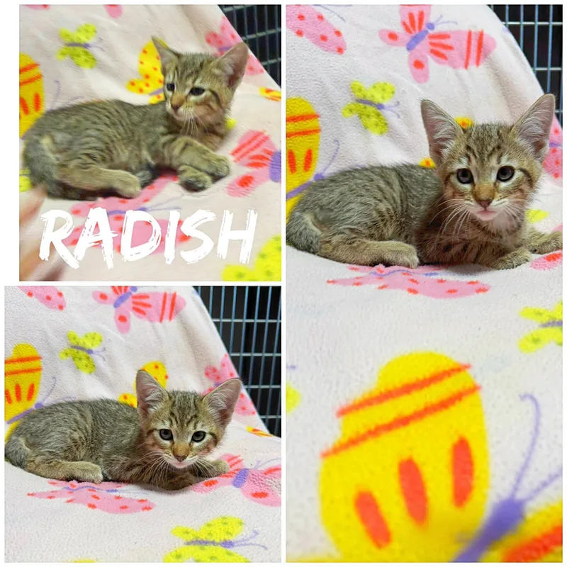 A baby medium-sized male Tabby (Buff / Tan / Fawn) Domestic Short Hair cat named Radish for adoption in Saint James, MO