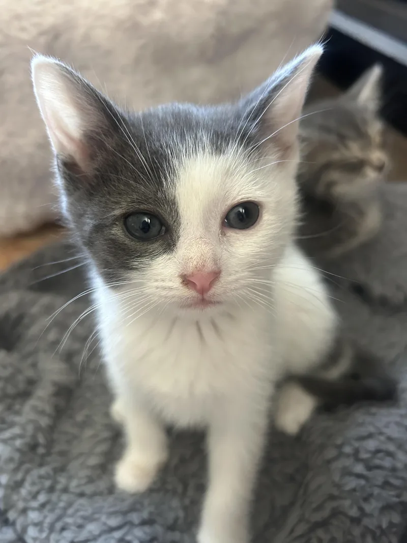 A baby medium-sized female Gray & White Domestic Short Hair cat named Willow for adoption in Columbia, MD