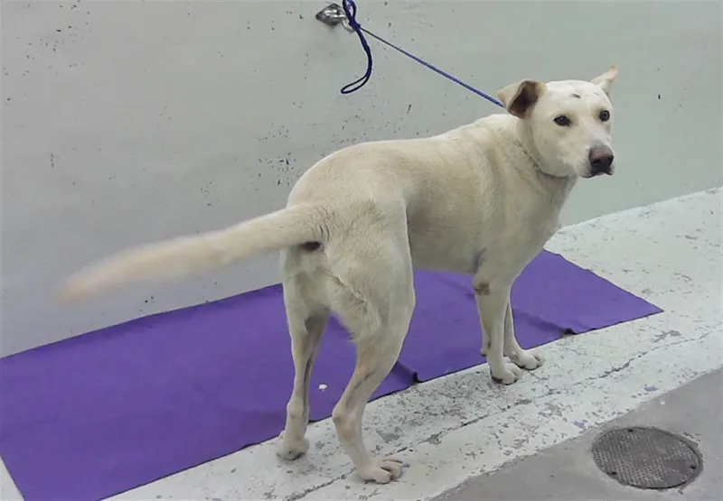 An adult large-sized male Labrador Retriever dog named A for adoption in Houston, TX
