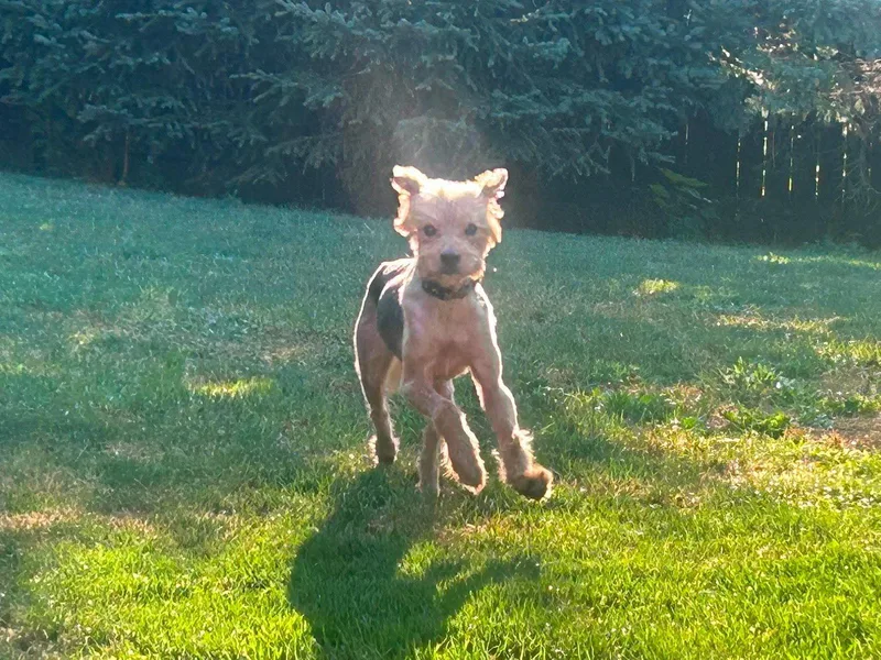 A young medium-sized female Terrier dog named Benita for adoption in Westwood, NJ