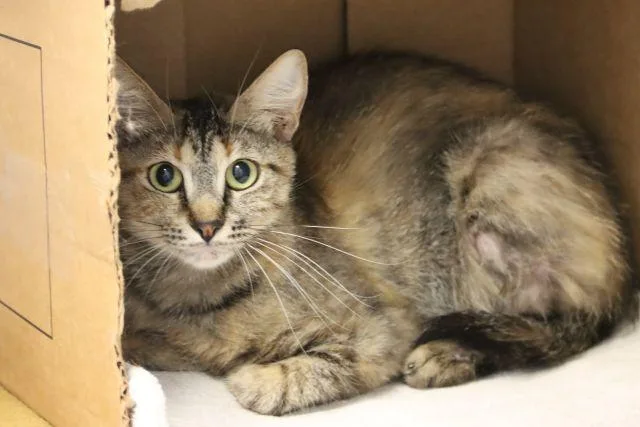 A young small-sized female Domestic Short Hair cat named Eowyn for adoption in Tucson, AZ