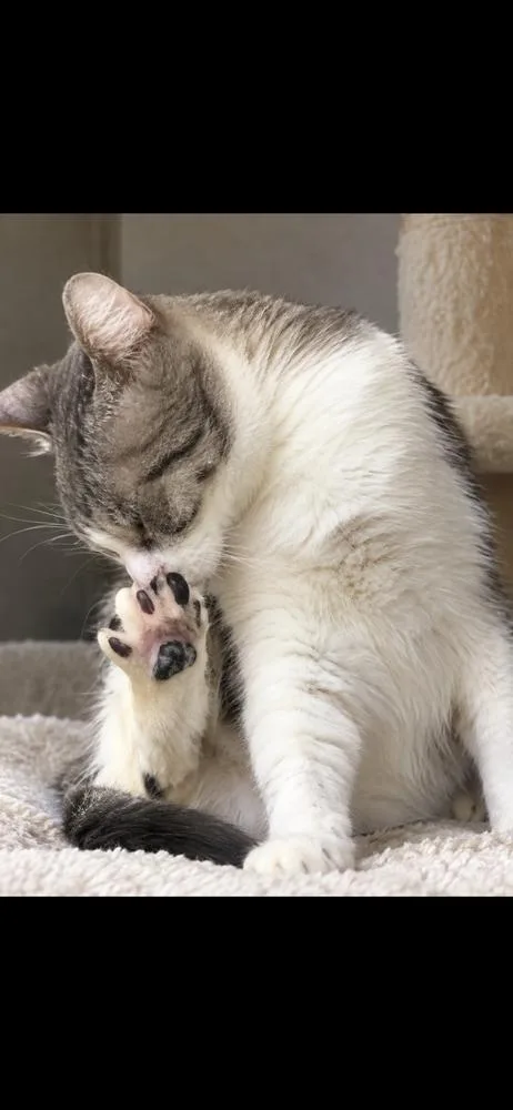 A baby medium-sized male Tabby cat named Melo for adoption in Calimesa, CA