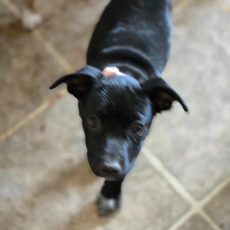 A baby medium-sized female Black Mixed Breed dog named Frisky for adoption in Moab, UT