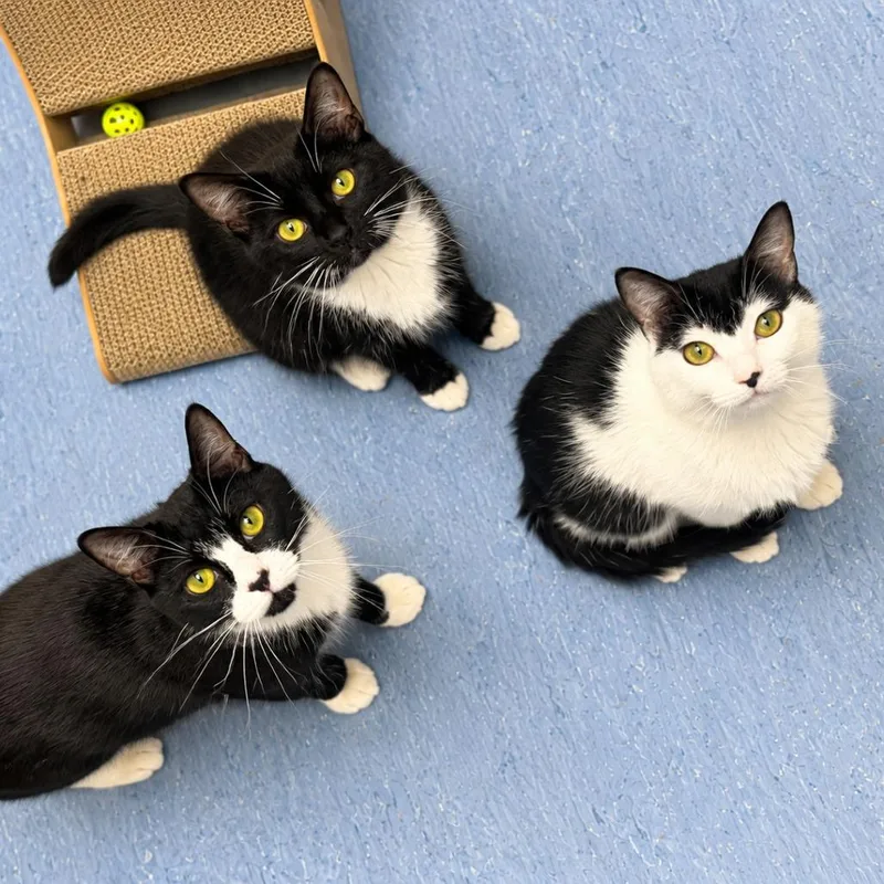 An adult small-sized female Domestic Short Hair cat named Oreo for adoption in Hopkinton, MA