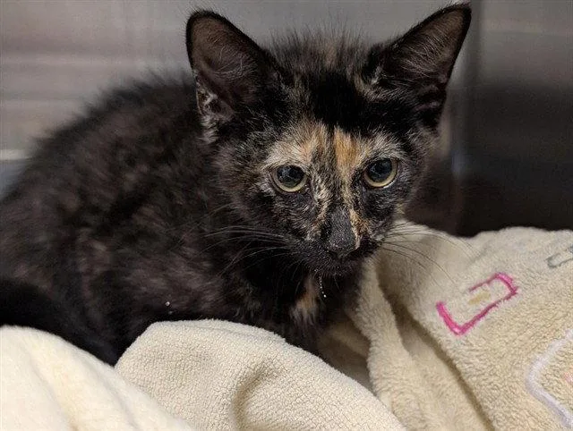 A baby small-sized female Domestic Short Hair cat named Puff for adoption in Tavares, FL