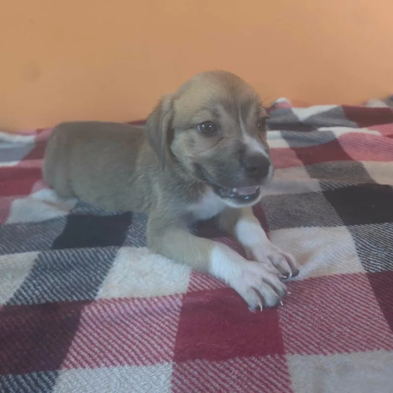 A baby large-sized female Anatolian Shepherd dog named Venus for adoption in Aberdeen, NC