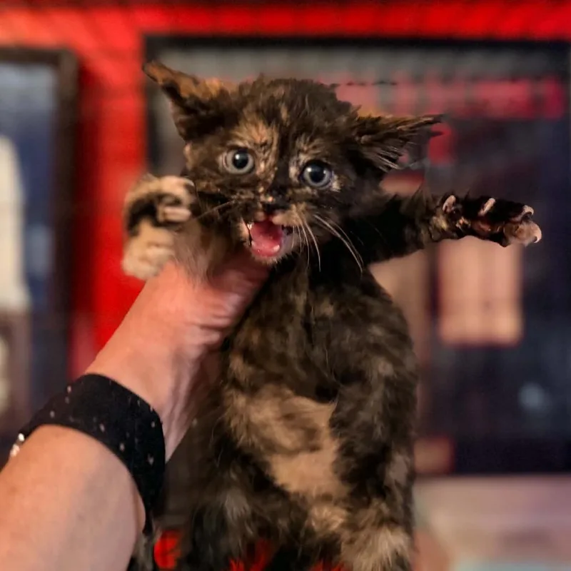 A baby small-sized female Tortoiseshell Domestic Medium Hair cat named Hope for adoption in Charleston, WV