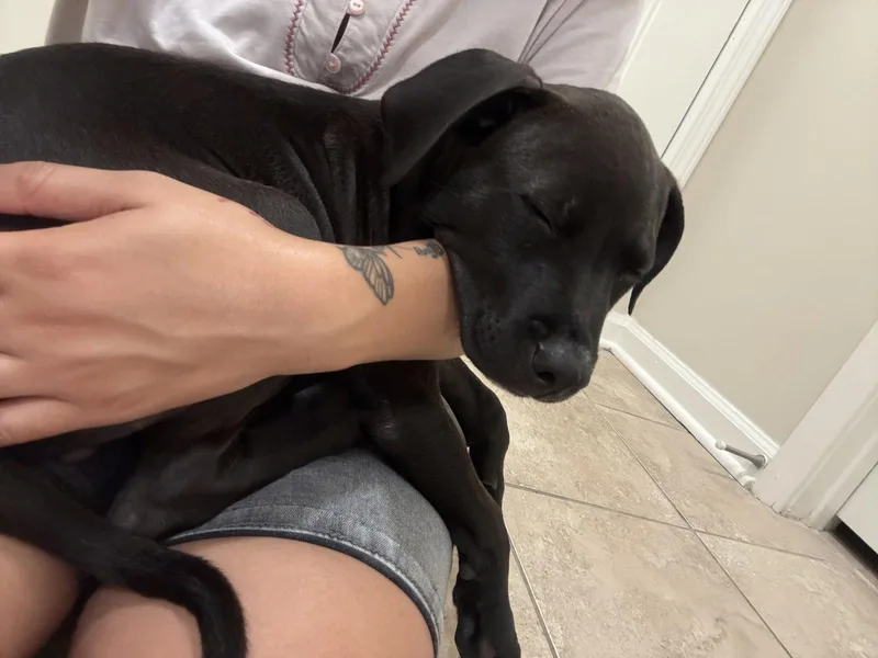 Cyrus stormie litter