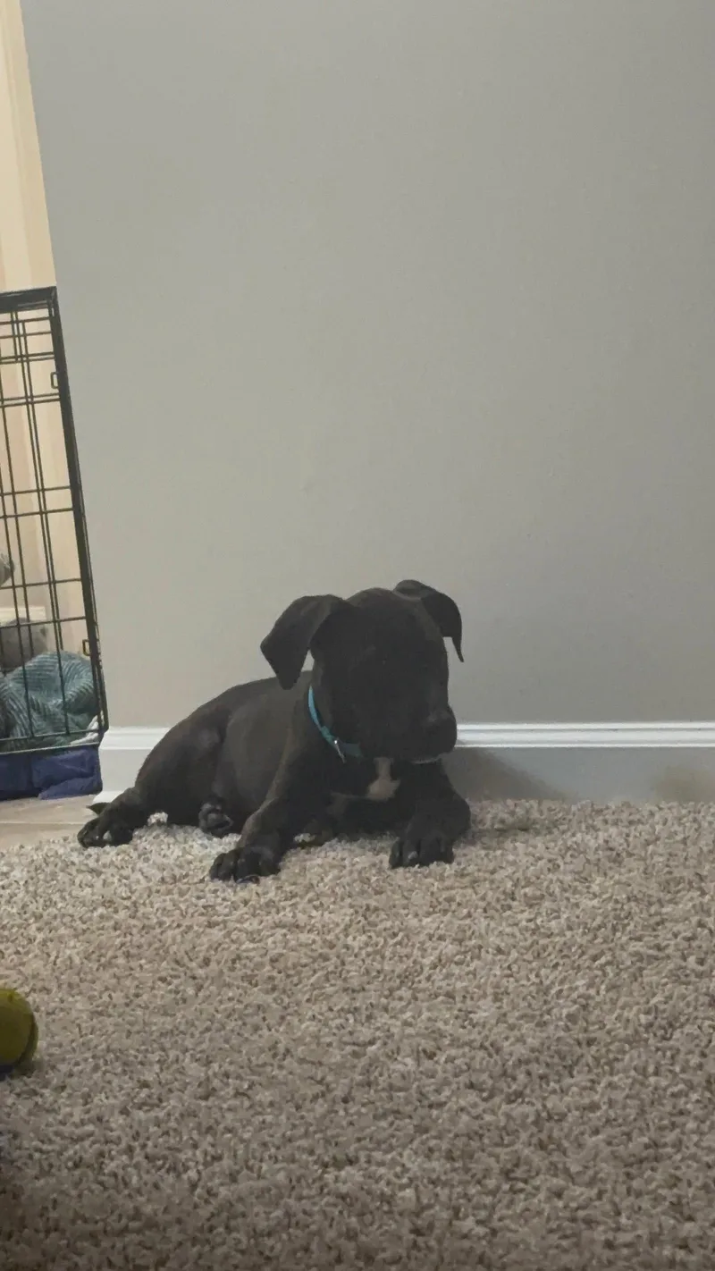Cyrus stormie litter thumbnail 2