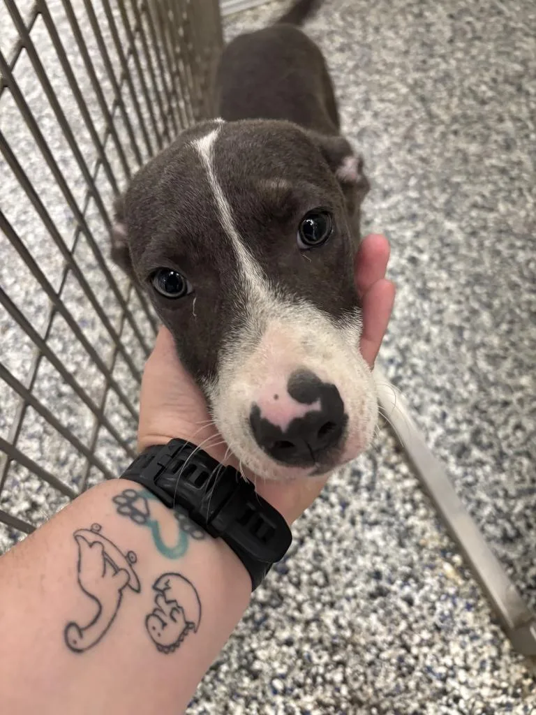 A young medium-sized male Pit Bull Terrier dog named Pit Pup From Gym for adoption in Humble, TX
