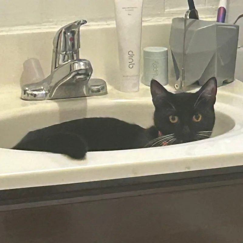 Lady Miso thumbnail 2