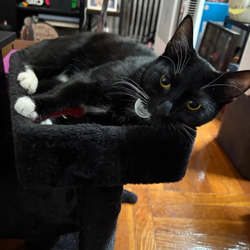 Lady Miso thumbnail 3