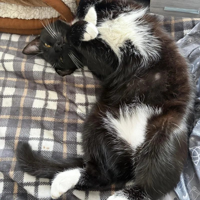 Lady Miso thumbnail 5