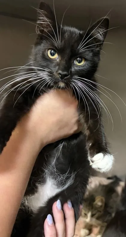 A baby small-sized male Domestic Short Hair cat named King Trollex for adoption in West Chester, PA