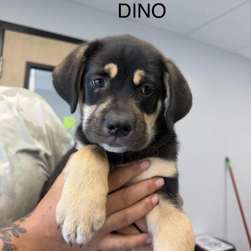 Dino