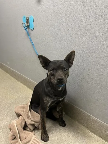A young medium-sized male Pit Bull Terrier dog named Mcfly for adoption in Las Vegas, NV