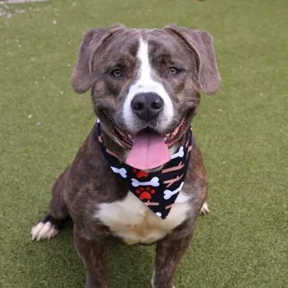 A young large-sized male Mixed Breed dog named Taco for adoption in Athens, GA