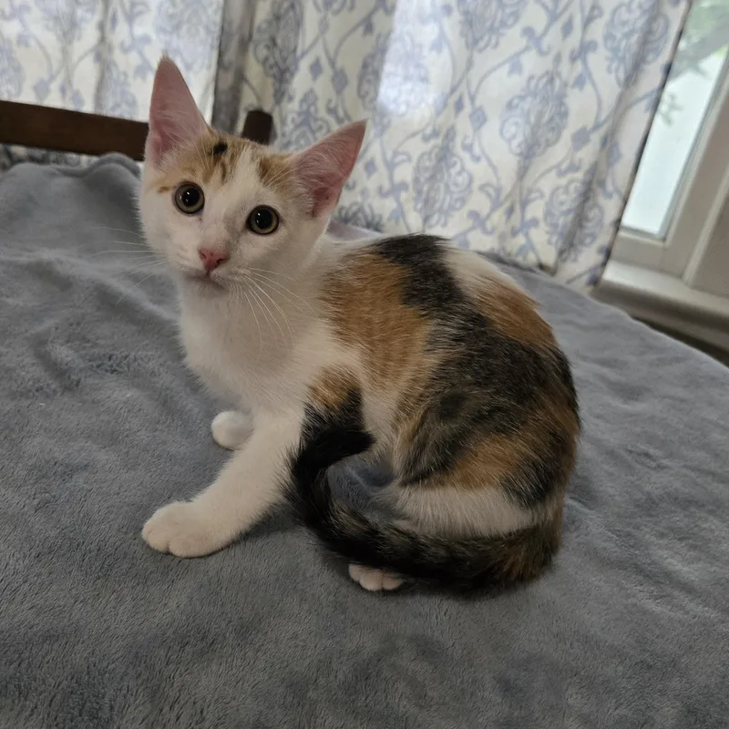 A baby small-sized female Calico Domestic Short Hair cat named Charm for adoption in Sedalia, MO