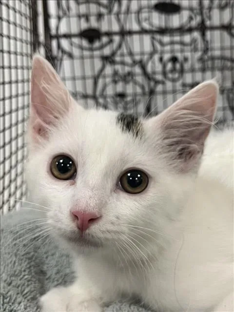 A baby medium-sized male Domestic Medium Hair cat named Rickie for adoption in San Pedro, CA