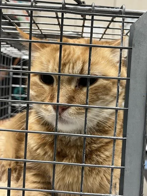 A senior large-sized male Domestic Short Hair cat named Nacho for adoption in Las Vegas, NV