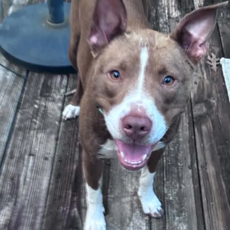 An adult medium-sized female Red / Chestnut / Orange Mixed Breed dog named Moxie for adoption in Columbus, NC