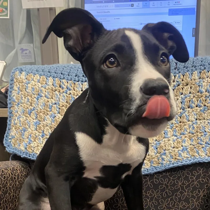 A baby small-sized female Black Pit Bull Terrier dog named Awoo for adoption in Dayton, OH