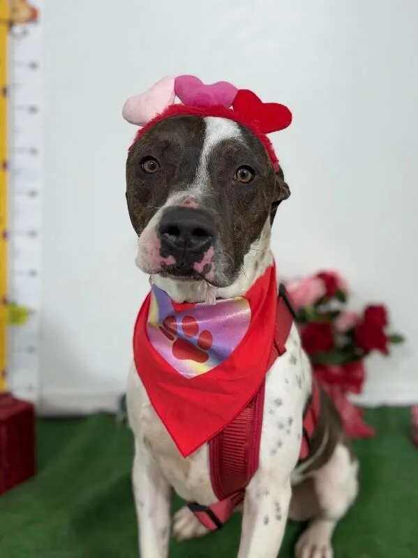 A young large-sized male White / Cream Pit Bull Terrier dog named Jerry for adoption in Carlsbad, CA