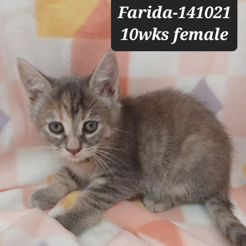 A baby small-sized female Domestic Short Hair cat named Farida for adoption in New Tazewell, TN