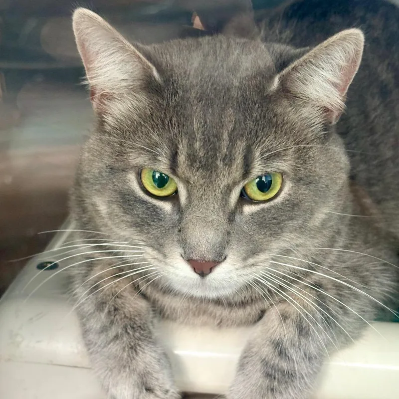 An adult large-sized male Gray / Blue / Silver Domestic Short Hair cat named Kash for adoption in New Fairfield, CT