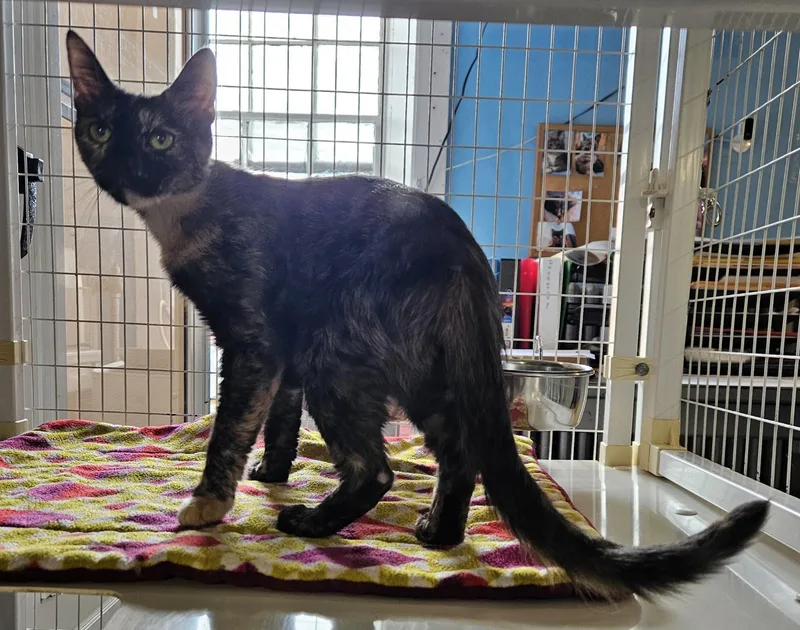 An adult medium-sized female Domestic Short Hair cat named Cupcake for adoption in Claremont, NH