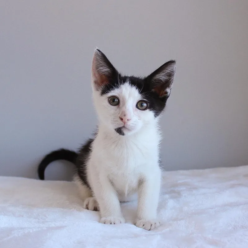 A baby medium-sized female Black & White / Tuxedo Domestic Short Hair cat named Viola for adoption in Wayne, NJ