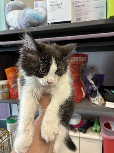 A baby small-sized male Domestic Long Hair cat named Rose for adoption in Salt Lake City, UT