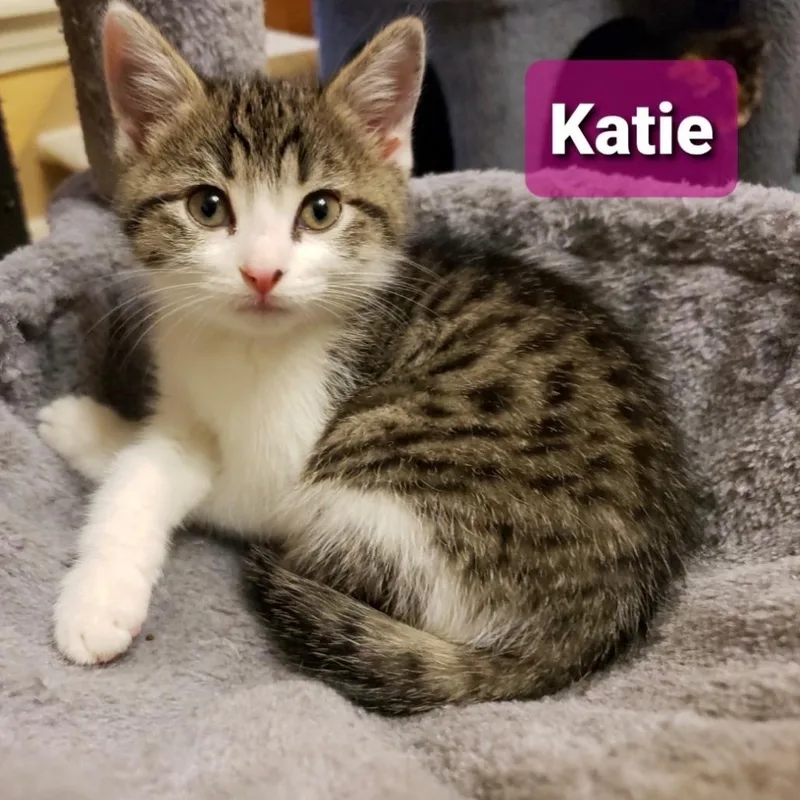 A baby small-sized female Brown / Chocolate Domestic Short Hair cat named Katie for adoption in Carmel, IN
