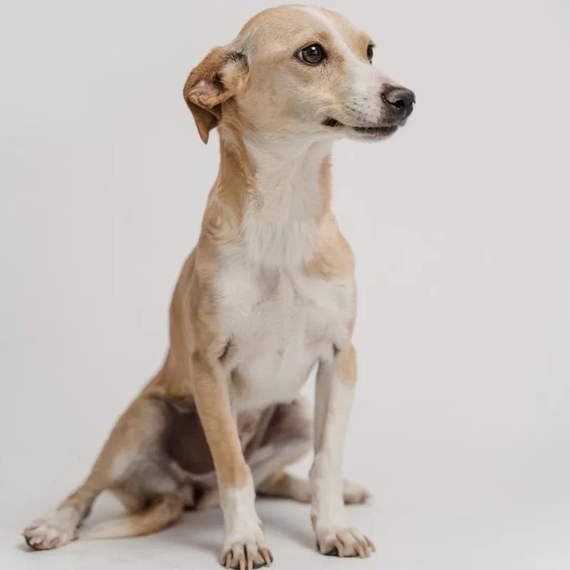 A young small-sized female Chiweenie dog named Titi for adoption in Manvel, TX