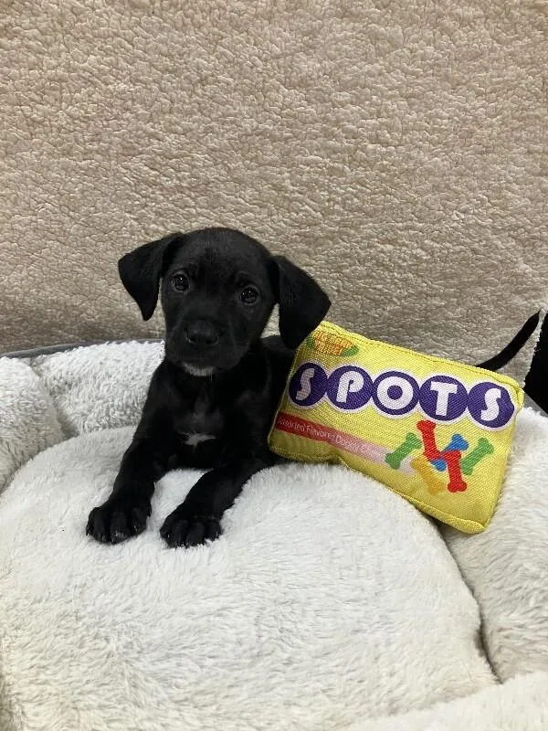 A young medium-sized female Black Mixed Breed dog named Amethyst for adoption in Jackson, TN