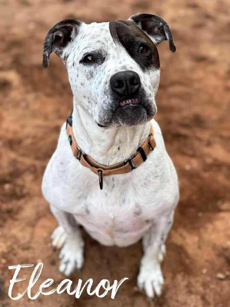 An adult large-sized female Pit Bull Terrier dog named Eleanor for adoption in Rutherfordton, NC