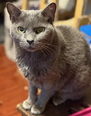 A senior medium-sized female Gray / Blue / Silver Domestic Short Hair cat named Ac for adoption in North Highlands, CA